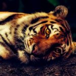 反対株主の株式買取請求権（会社法116条・117条）